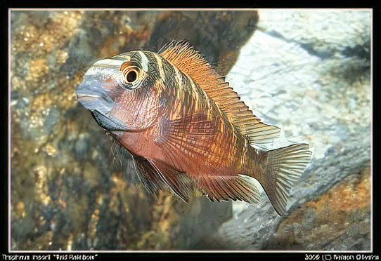 Tropheus Moorii Tanganyikan African Cichlids 4cm - Image 6
