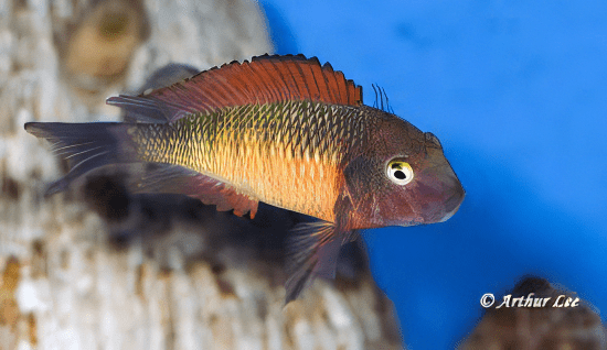 Tropheus Moorii Tanganyikan African Cichlids 4cm - Image 8