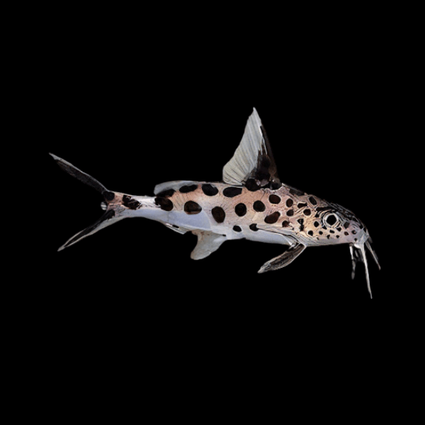 True Cuckoo Squeaker Catfish Synodontis Multipunctatus 4cm