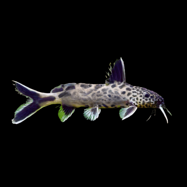 True Petricola Pygmy Leopard Catfish Synodontis Petricola 3cm