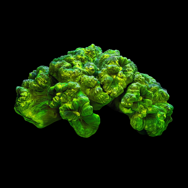 Trumpet Hard Coral Caulastrea Sp