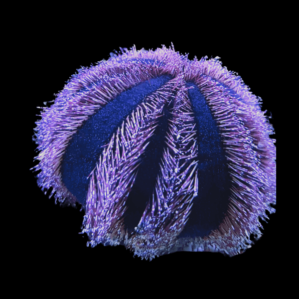 Tuxedo Urchin Mespilia Globulus