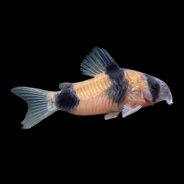 Two Saddle Corydoras Weitzmani Catfish 4cm