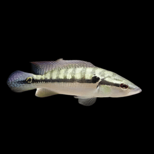 Two Spot Pike Cichlid Crenicichla Lepidota 10cm