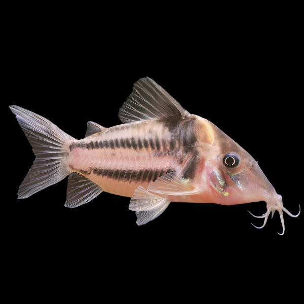 Two Stripe Corydoras Bifasciatus 3cm Catfish