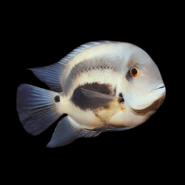 Uaru Triangle Cichlid Uaru Amphiacanthoides 5cm