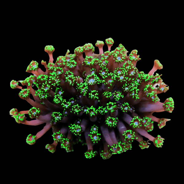 Ultra Green Cult Long Tentacle Goniopora Hard Coral