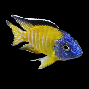 A1 Aulonocara Usisya Neon Blue Peacock Malawi African Cichlid 10cm – Auction