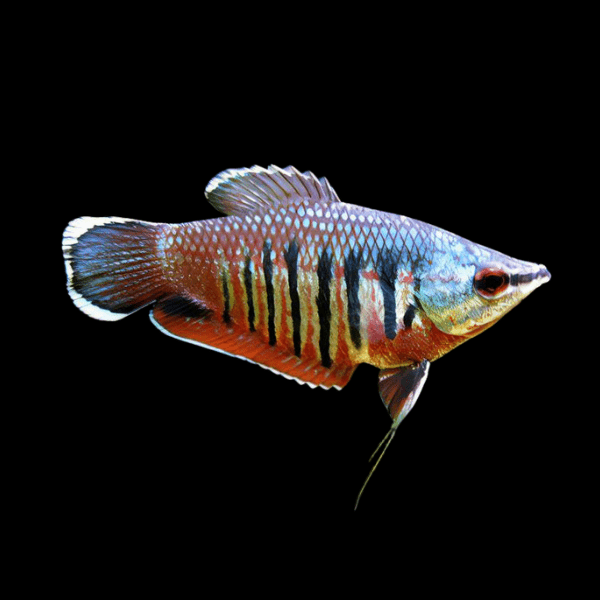 Valliant Samurai Chocolate Gourami Sphaerichthys Vaillanti 3cm