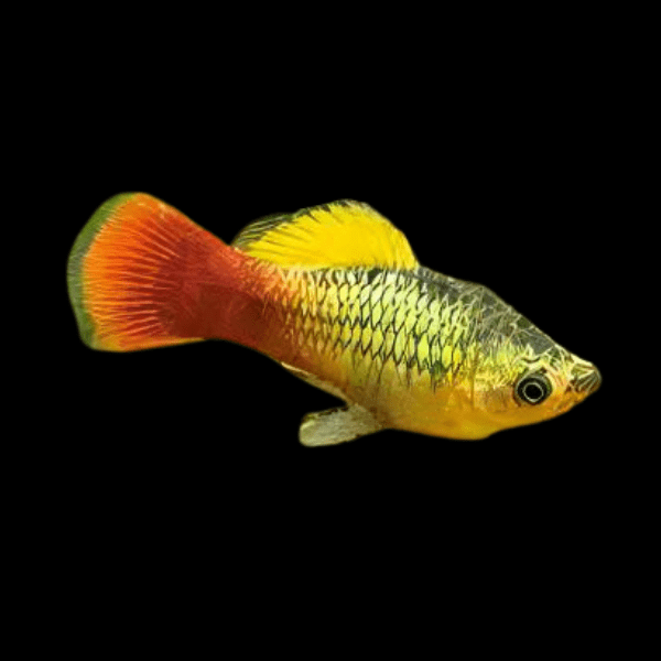 Variatus Platy Xiphophorus Maculatus 3cm