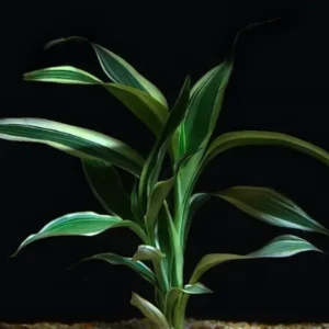 Five Potted Plants Variegated Dracena Dracaena Sanderiana