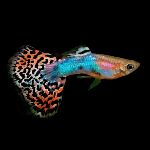 Variegated Male Guppy Poecilia Reticulata 3cm
