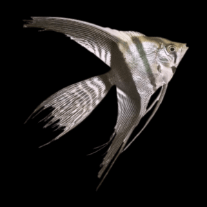 Silver Veil Tail Angelfish Pterophyllum Scalare 5cm