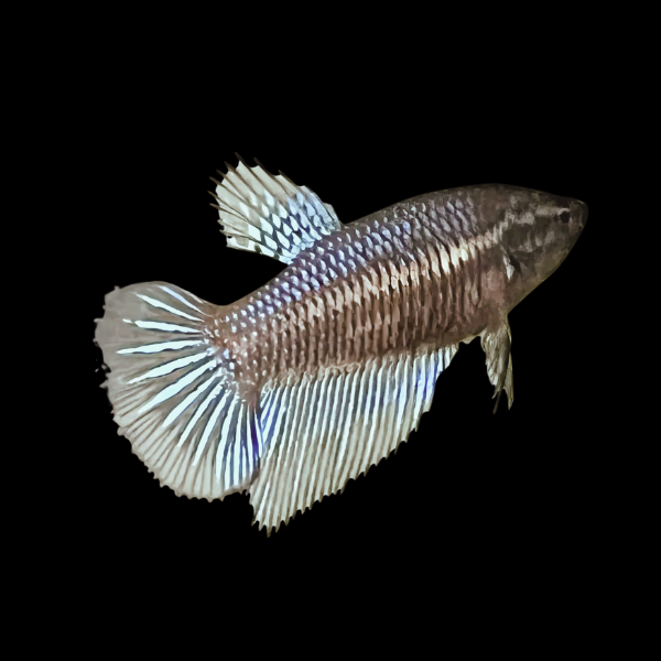 Veiltail Betta Female Black 3cm
