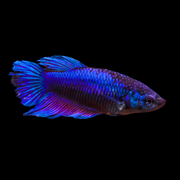 Veiltail Betta Female Blue 3cm
