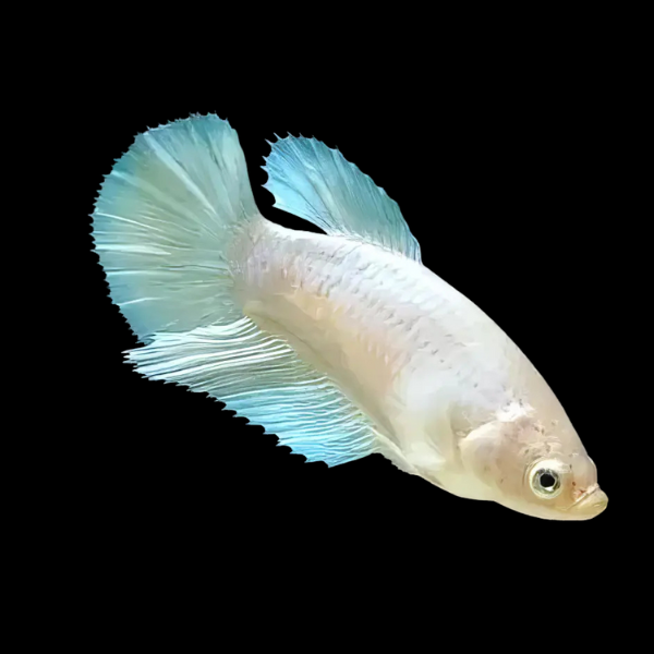 Veiltail Betta Female White 3cm