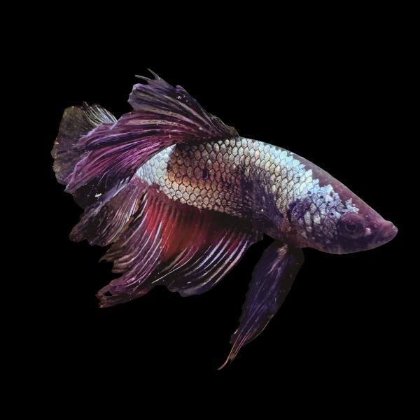 Veiltail Betta Male Black Base 3cm