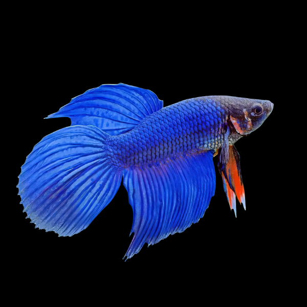 Veiltail Betta Male Blue Base 3cm