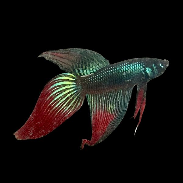 Veiltail Betta Male Green Base 3cm