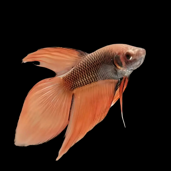 Veiltail Betta Male Orange Base 3cm