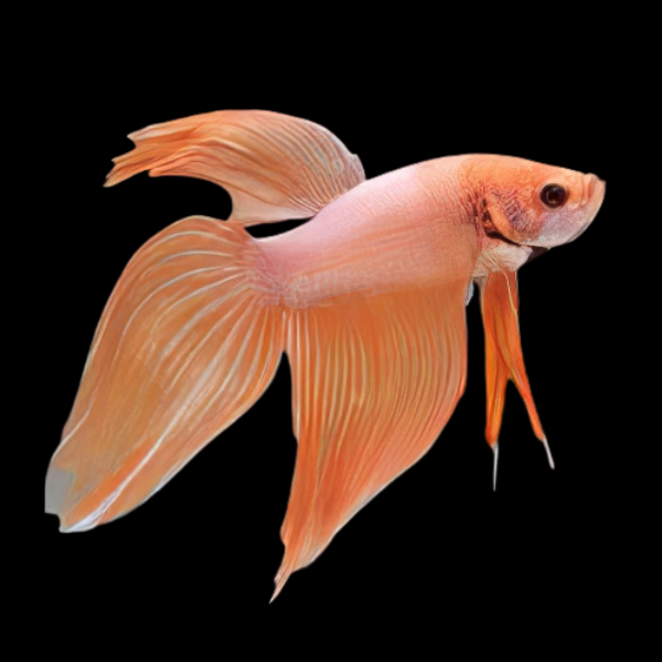 Veiltail Betta Male Orange 3cm