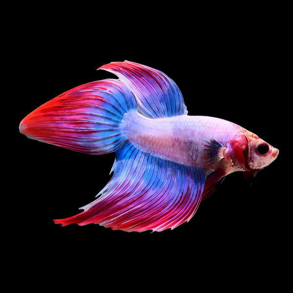Veiltail Betta Male Pink Base 3cm
