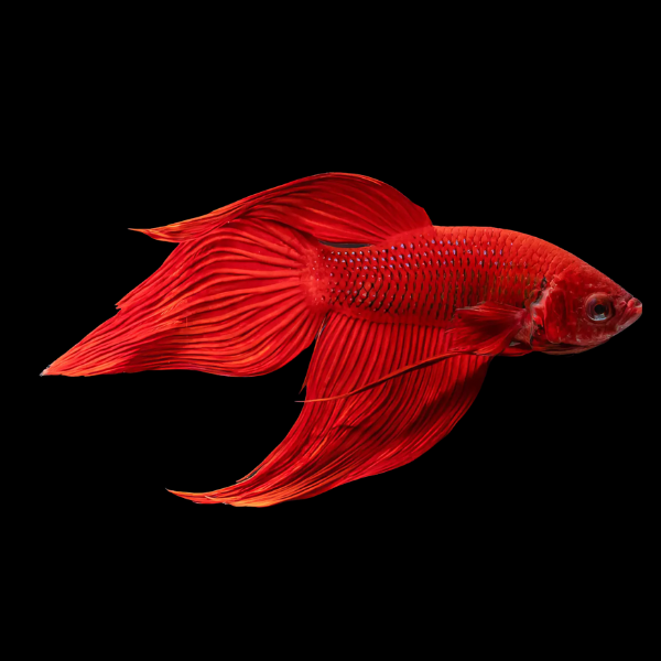 Veiltail Betta Male Red 3cm