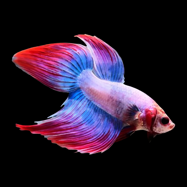 Veiltail Betta Male Tri Colour 3cm
