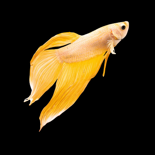Veiltail Betta Male Yellow Base 3cm