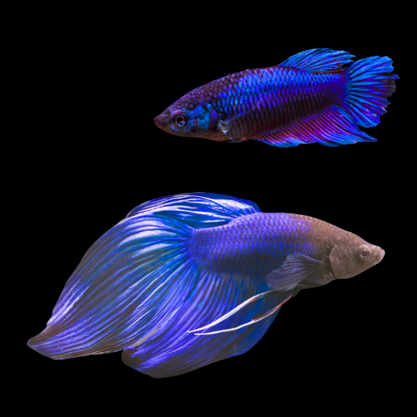 Veiltail Betta Pair Male & Female Blue 3cm