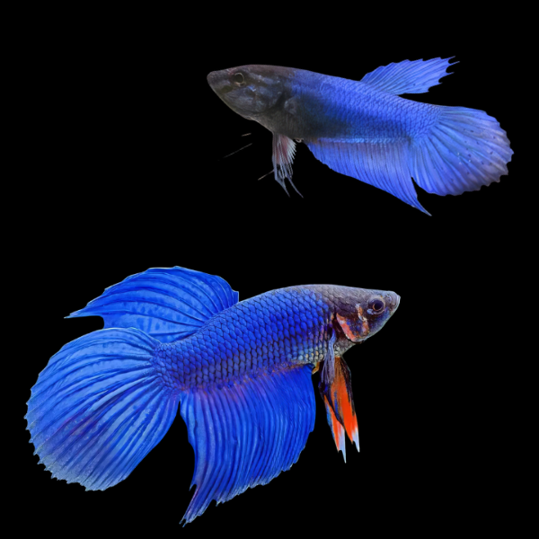 Veiltail Betta Pair Male & Female Blue Base 3cm