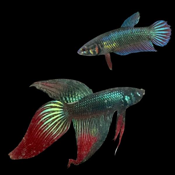 Veiltail Betta Pair Male & Female Green Base 3cm