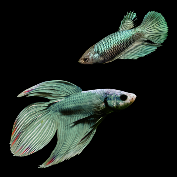 Veiltail Betta Pair Male & Female Green 3cm