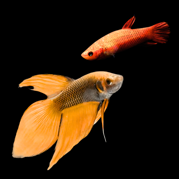 Veiltail Betta Pair Male & Female Orange Base 3cm