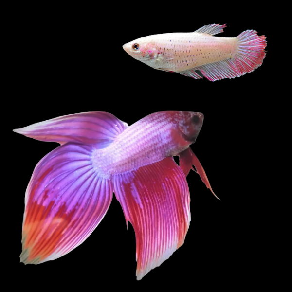 Veiltail Betta Pair Male & Female Pink 3cm
