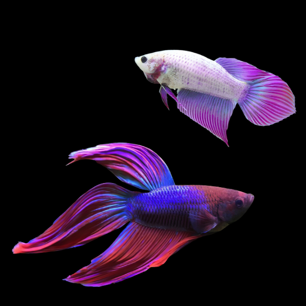 Veiltail Betta Pair Male & Female Purple 3cm
