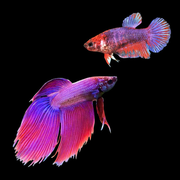 Veiltail Betta Pair Male & Female Purple Base 3cm