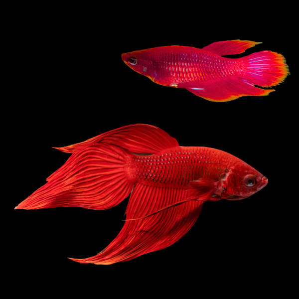 Veiltail Betta Pair Male & Female Red 3cm