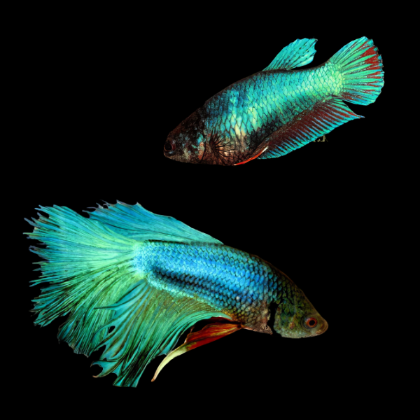 Veiltail Betta Pair Male & Female Turquoise Base 3cm