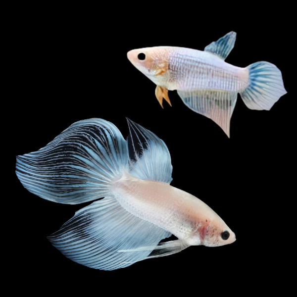 Veiltail Betta Pair Male & Female White Base 3cm