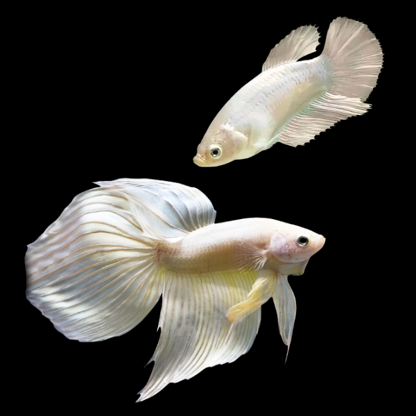 Veiltail Betta Pair Male & Female White 3cm