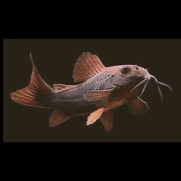 Venezuelan Black Corydoras Aeneus 3cm Catfish