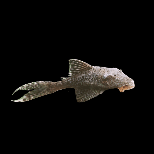 Venezuelan Blue Eyed Pleco Panaque Suttonorum 20cm