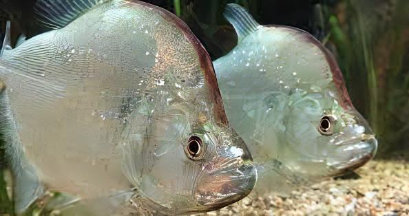 Violet Line Gerys Piranha Serrasalmus Geryi 10cm - Image 8