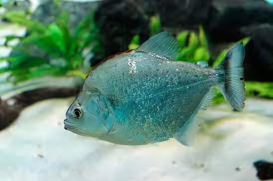 Violet Line Gerys Piranha Serrasalmus Geryi 10cm - Image 5