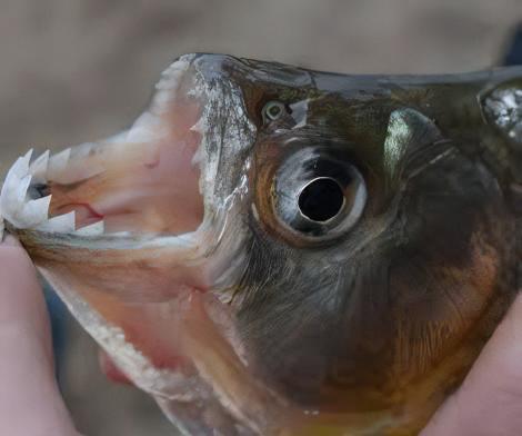 Violet Line Gerys Piranha Serrasalmus Geryi 10cm - Image 9