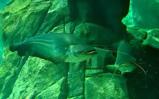 Great Tapah Striped Catfish Wallagoo Leeri 10cm - Image 6