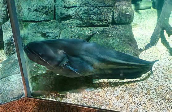 Great Tapah Striped Catfish Wallagoo Leeri 10cm - Image 8