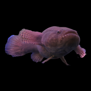 Water Cow Spotted Sleeper Goby Eleotris Picta 10cm