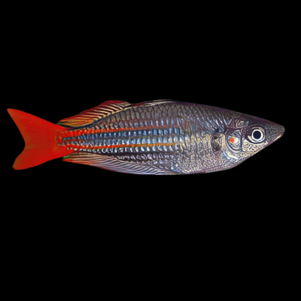 Western Rainbow Fish Melanotaenia Australis 5cm